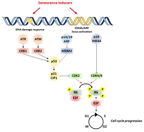 Image result for Senescence Pathways