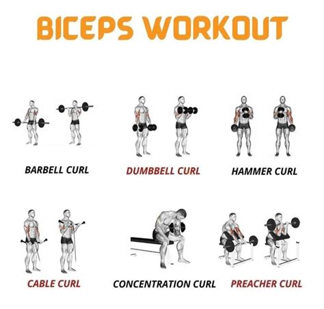 Image result for Bicep Workout Chart