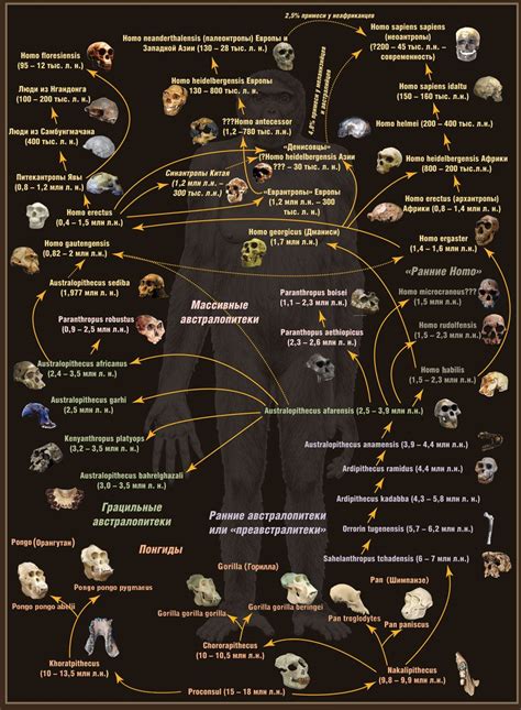 Image result for Evolutionary Tree of Humans