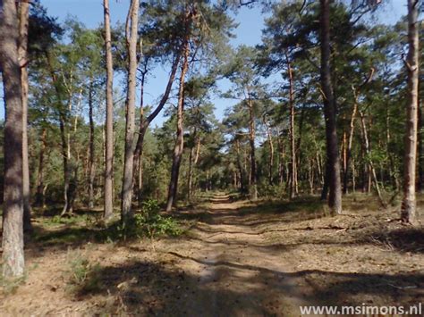 Image result for Leuvenumse Bos