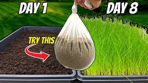 Image result for How to Grow Grass Quickly