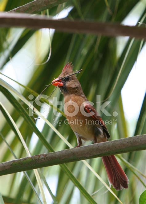 How to Build a Cardinal Nest に対する画像結果