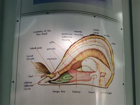 Toradh íomhá ar Large Sea Shells