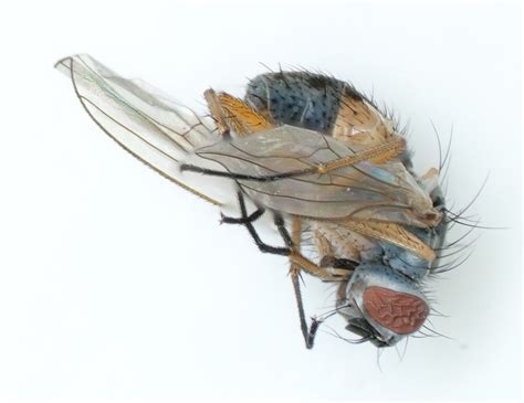 Insect Feature Extraction Dataset に対する画像結果