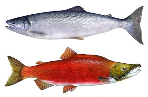 Different Salmon Types に対する画像結果