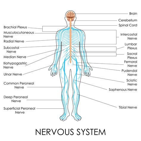 Image result for Human Nervous System Made Easy