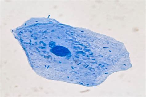 Afbeeldingsresultaten voor Animal Cell 600X Microscope