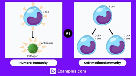 Image result for Humoral Cellular Immunity