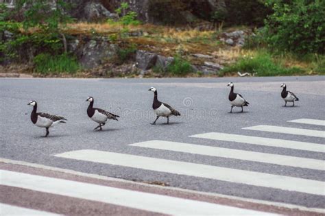 Image result for Slow Birds Crossing