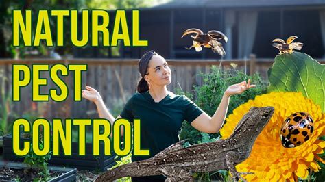 Image result for Natural Pest Control Bugs