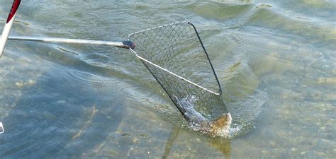Image result for Catching White Fish Now with Net