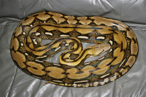Image result for Reticulated Python Man Eater