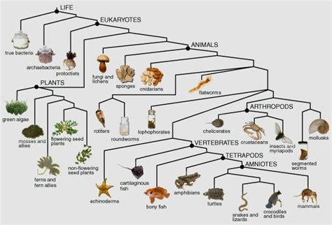Image result for Animal Evolution Cladogram