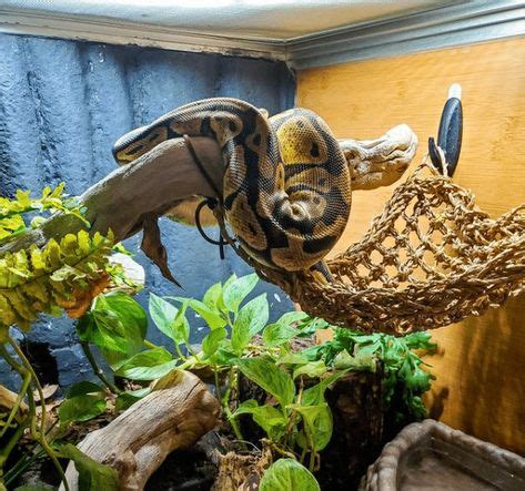 Ball Python Hide in Tank に対する画像結果