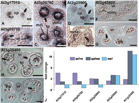 Image result for Microarray Data Patterns