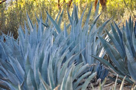 Image result for Century Plant Cactus