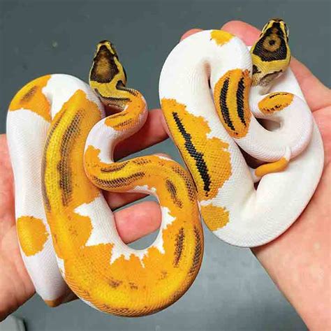 Image result for Ball Python Wild-Type