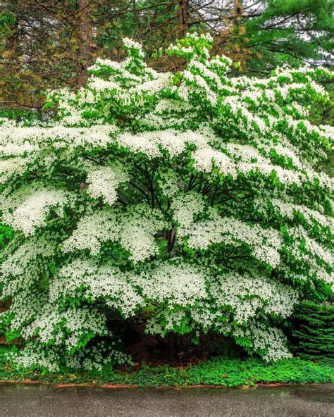 Image result for Trees with Small Root Systems