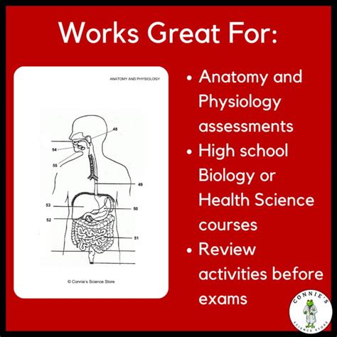 Image result for Digestive System Lab Answers Key