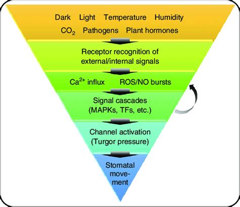 Stomatal Function కోసం చిత్ర ఫలితం