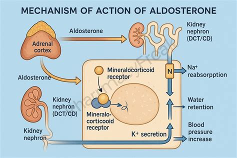 Image result for Aldosterone Dehydration