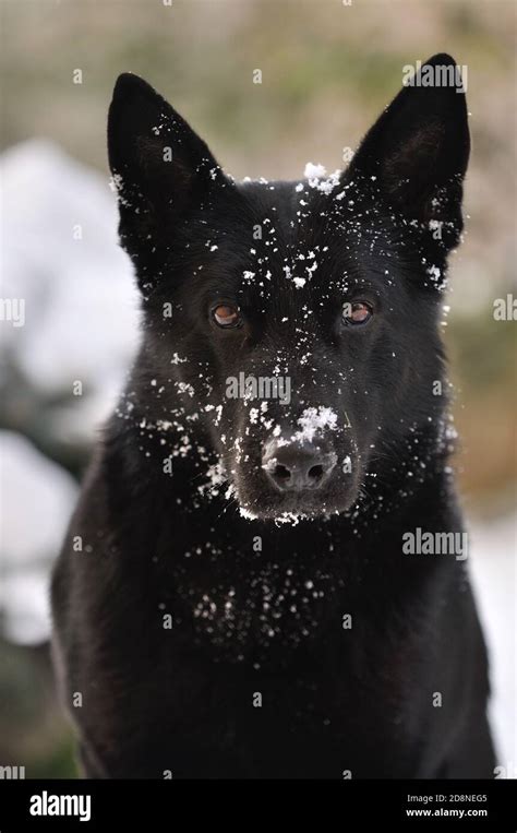 Image result for Angry German Shepherd