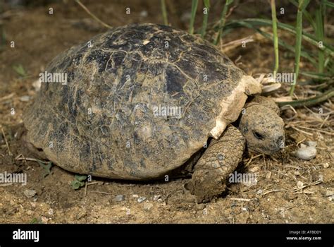 Toradh íomhá ar Hermann Tortoise Shell Pyramiding