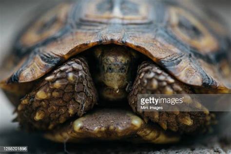 Image result for Turtle Half Way Out of Shell