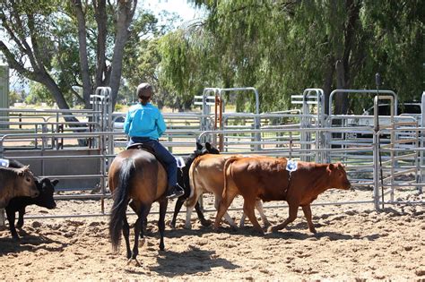 Image result for Horseback Sorting Cattle