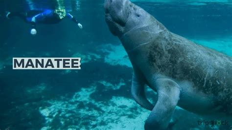 Afbeeldingsresultaten voor What Is the Most Friendliest Sea Animal