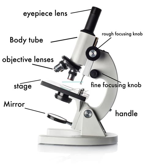Image result for Different Lens On a Microscope Labeled