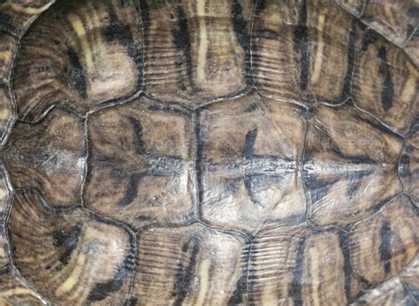 Image result for Turtle Shell Animal Fur