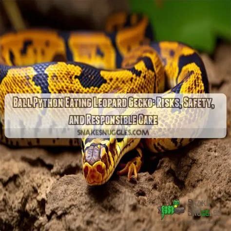 Image result for Ball Python and Leopard Gecko