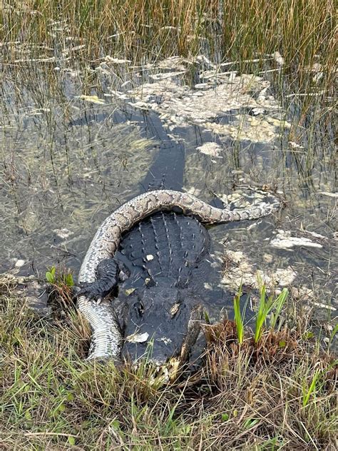Toradh íomhá ar Python Eating a Alligator