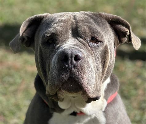 Image result for Adley Puppy