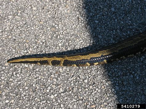 Image result for Python Genus