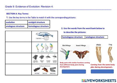Image result for Evolution Worksheet and Answer Key