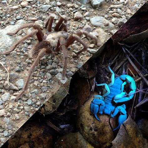 Image result for Tarantula Scorpion