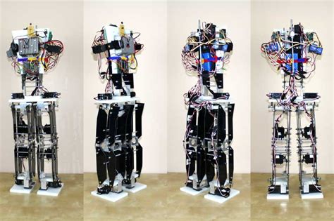 Image result for Java Man Bipedal