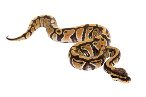 Image result for Ball Python Dangerous