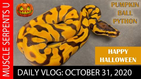 Image result for Pumpkin Python