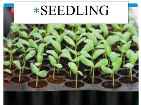 Image result for Perform Estimation and Basic Calculation in Farming