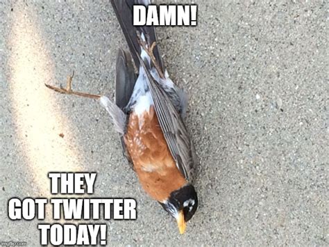 Image result for Monty Python Dead Twitter Bird Meme