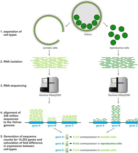 Transcriptome RNA-Seq-साठीचा प्रतिमा निकाल