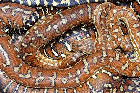 Toradh íomhá ar Python Keeper