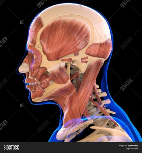 Python Skull Muscle Anatomy に対する画像結果