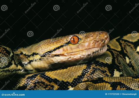 Image result for Reticle Python