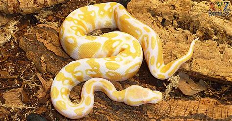 Image result for Pet Ball Python