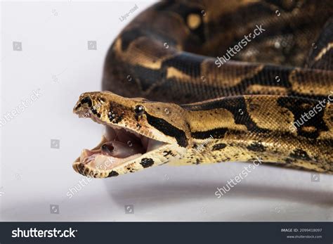 Toradh íomhá ar Python Mouth Open Graphics