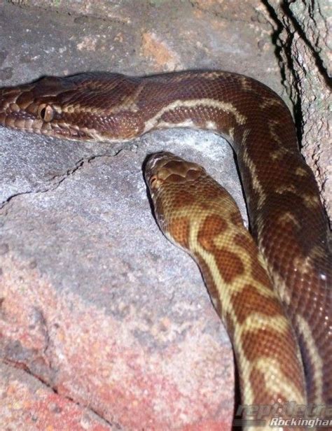 Image result for Stimson Python Growth Chart